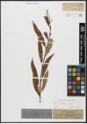 Foto von Salix acutifolia Willd.